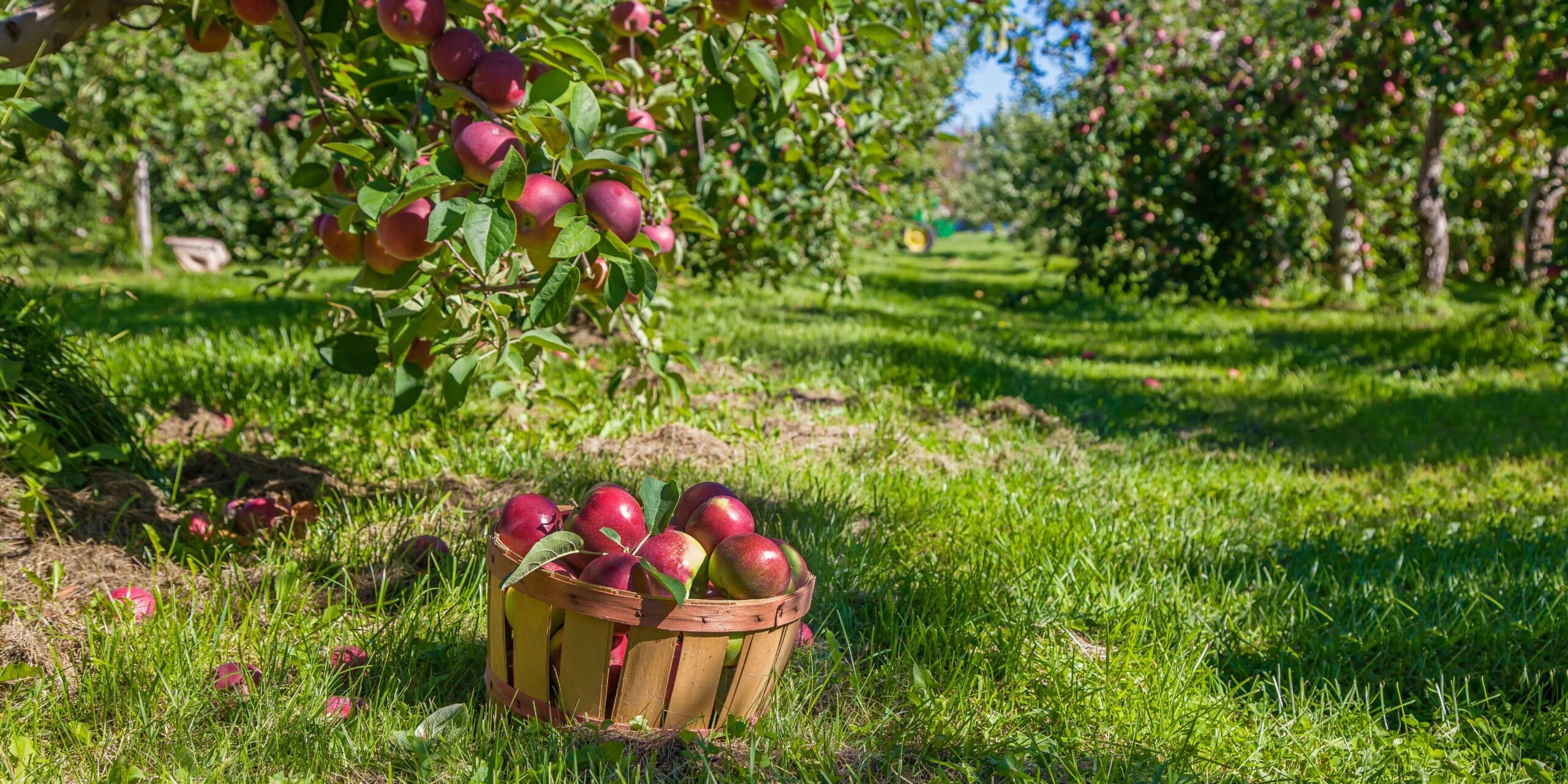 Cosecha de manzanas en Estados Unidos